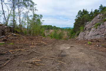 Clearing in a forest after timber har been cut.