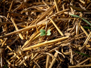 A young plant grew out of straw