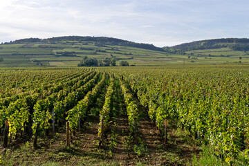 Fototapeta na wymiar Vineyards near Beaune, Burgundy, France