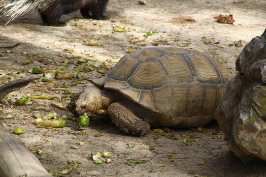 Tortuga
