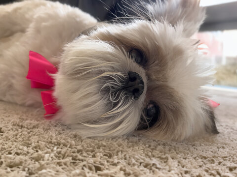 Cachorro shih-tzu deitado no tapete