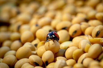 ladybug on a yellow soybean