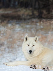Obraz premium polar wolf lies against the background of the forest
