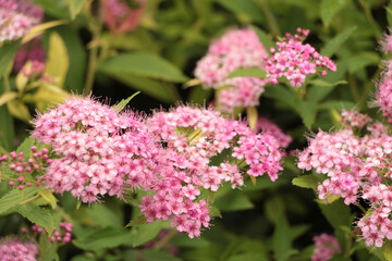 pink spiraea japonica pink plants flowers, close shot