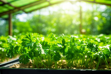 An authentic image captures parsley naturally thriving in its environment, a testament to the beauty and vitality of nature. Fresh parsley growing in greenhouse. - obrazy, fototapety, plakaty
