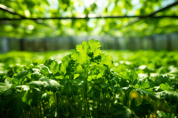 An authentic image captures parsley naturally thriving in its environment, a testament to the beauty and vitality of nature. Fresh parsley growing in greenhouse.