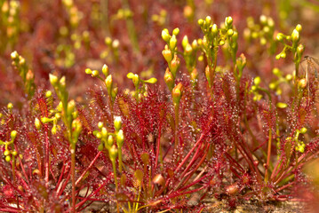 Oblong leaved sundew growing in the wild on wet heath in England