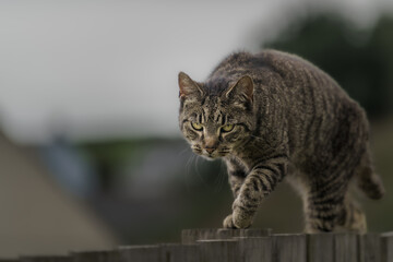 cat on the fence