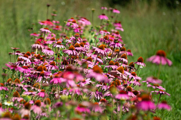 Obraz na płótnie Canvas A field of purple echinacea flowers. These flowers are medicinal plants and are used as a dietary supplement for the common cold and other infections.