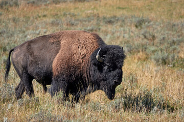 Animals in Yellowstone National Park Beauty of Nature in the USA, World Heritage