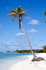 Little Stirrup Cay Island Leaning Palm Tree