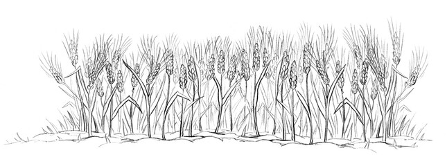 Pencil drawing. Field of ripe wheat © Marina