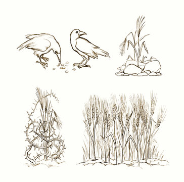 Pencil drawing. Field of ripe wheat