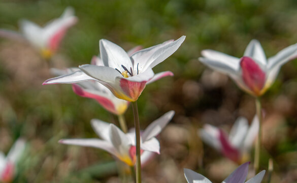 Pink and White Lady Jane Wildflowerr Tulips Opening to the Morning Sun