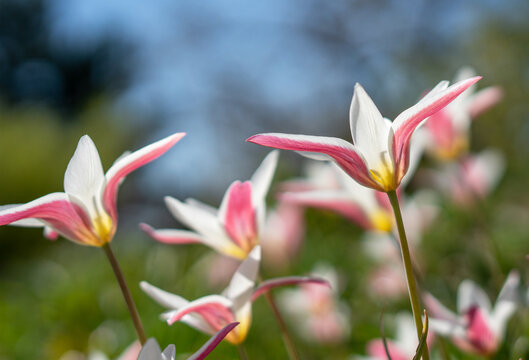 Close-up Side View of Pink and White Lady Jane Miniature Wildflower Tulips