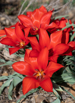 Cluster of Low Growing Big Red Species Tulips in Rocky Spring Garden