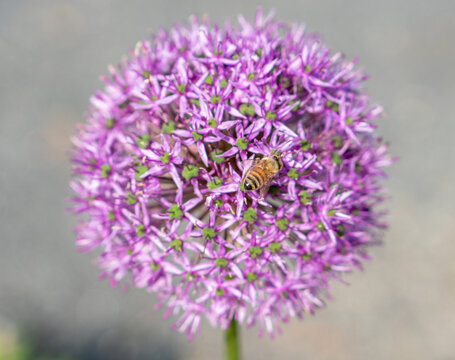 Honey Bee on Round Head of Purple Allium Ornamental Onion Flowers