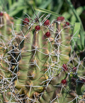 Barrel Cactus Plant Covered in Red Buds and Long WHite Spines