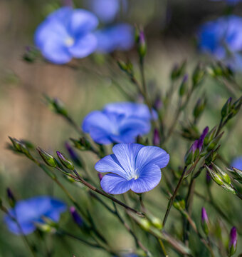 Blue Flax Wildflowers Opening to the Morning Sun Surrouded By Buds