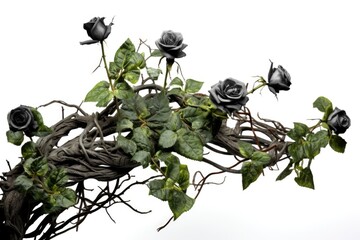 black roses. ivy, vines, thorns green leaves. white background. romance concept.