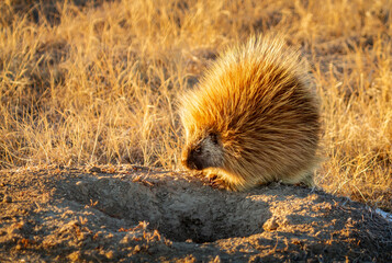 North American Porcupine near burrow