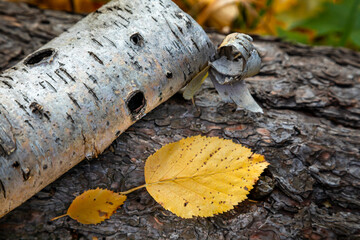 Still life in the autumn woods with aspen branch and yellow leaves