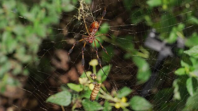 This video shows the underside of a spider web as an orb weaver eats a decapitated grub insect.