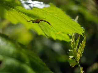 Mayfly unde leaf