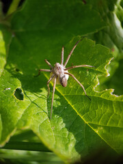 spider on leaf