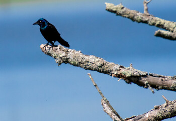 blackbird on a branch