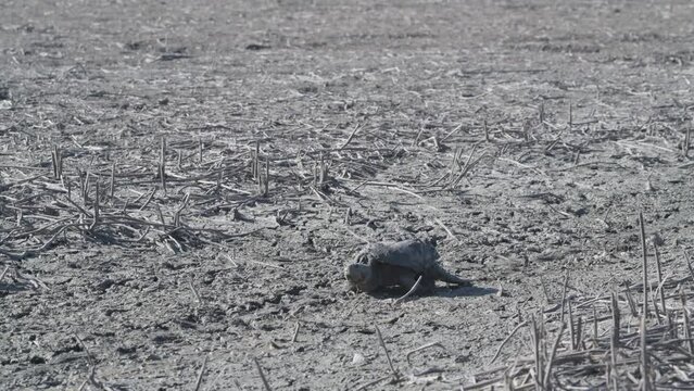 Snapping Turtle trying to find water in a drought stricken lake.