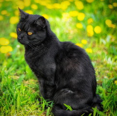 black cat on grass and dandelions in the background  - 648298068