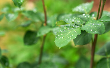 Rain drops on a leaf - 648298084