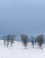 Group of trees in the snow - 648298096