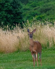 Naklejka na ściany i meble Deer in grass