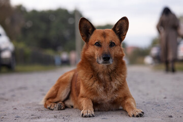 a sad homeless dog is waiting for its owner, homeless animals