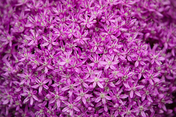 Mixed colorful flowers background