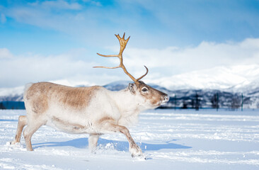 Reindeer in Tromso, Norway. Sledding and reindeer feeding by Sami culture, in cold and snowy winter, near mountains, hills and fjords.