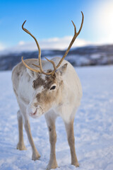 Reindeer in Tromso, Norway. Sledding and reindeer feeding by Sami culture, in cold and snowy...