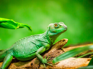 Animals in nature in green color