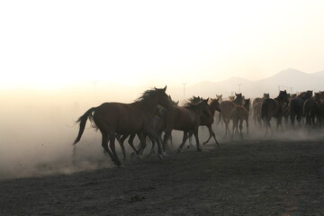 Fototapeta na wymiar Free horses, left to nature at sunset. Kayseri, Turkey