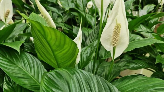 Beautiful flower of the ornamental plant Spathiphyllum. White flowers against a background of wide green leaves, a heat-loving plant. Selling flowers in tubs in a store