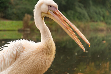 White pelican on the lake, close up, beak.
