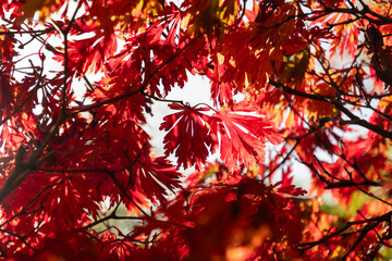 Autumn colorful red maple leafs, sky in the background.