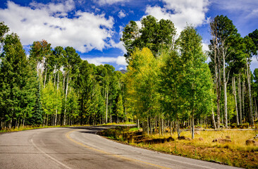 Country road through an aspen forest in early fall - 648299655