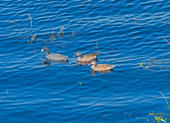 Obraz premium A Coot and Two Blue Winged Teals swimming together
