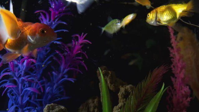 Dive into a world of vibrant beauty with our video showcasing colorful ornamental fish in an aquarium. A mesmerizing underwater spectacle awaits