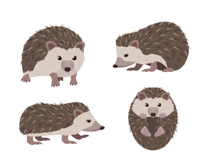 Set of Hedgehog icons in different poses. Wild mammal forest animal characters. Prickly hedgehog animals. Vector illustration isolated on white background. © Елена Истомина