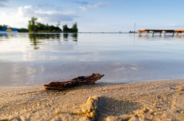 fragment drewienka wyrzucony przez wodę  na plaży przy brzegu jeziora - obrazy, fototapety, plakaty