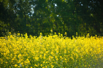 Obraz premium Yellow rapeseed field against the backdrop of a green forest. 
